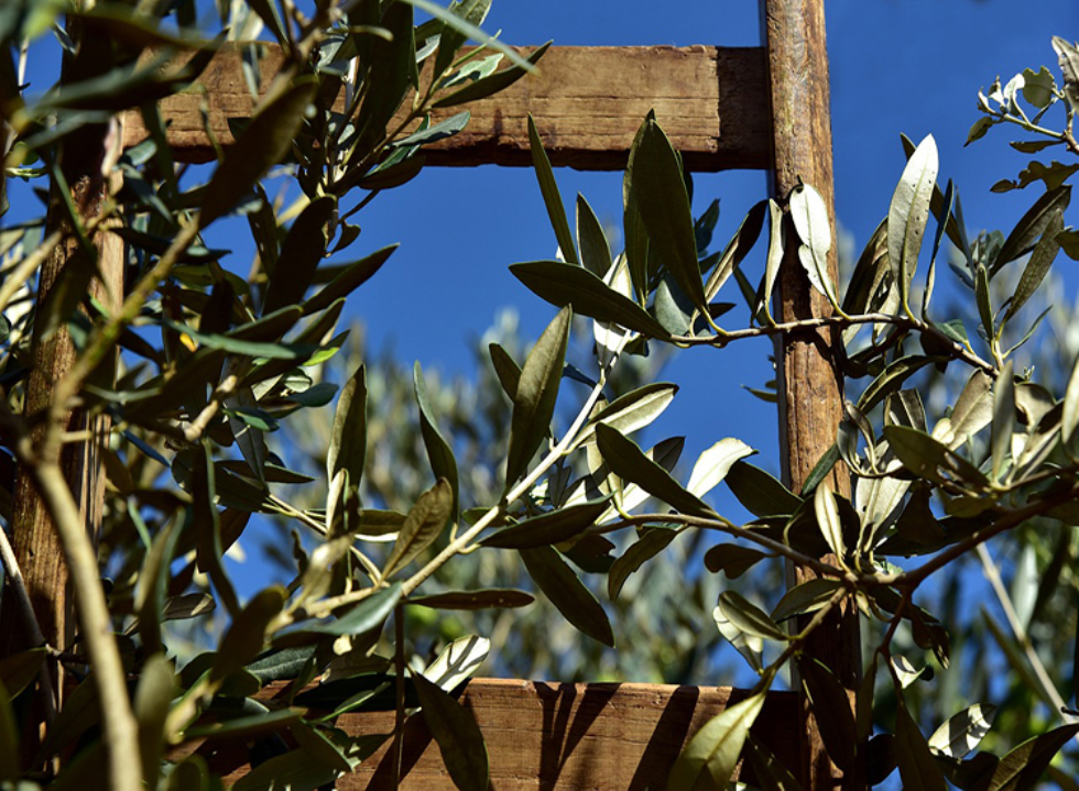 imm_1564_buonapasqua2019.jpg